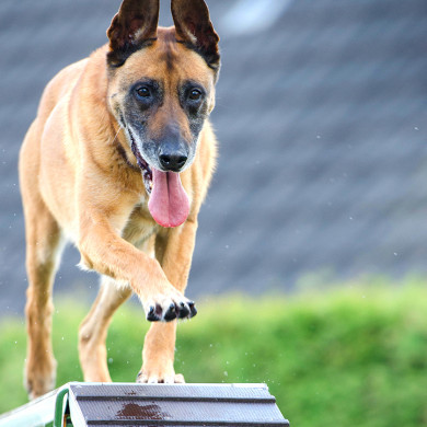 hotel clubs longeville sur mer agility chien